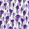 Pattern with violet sketchy crocus4 Royalty Free Stock Photo